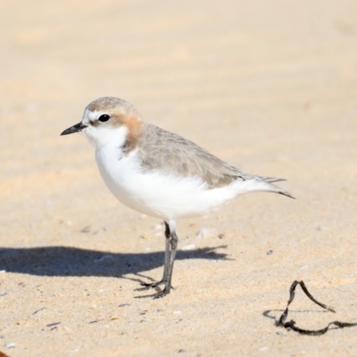 Anarhynchus ruficapillus (Red-capped Plover) at Moruya Heads, NSW - 9 Jul 2020 by jbromilow50