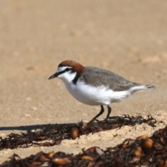 Anarhynchus ruficapillus (Red-capped Plover) at Congo, NSW - 9 Jul 2020 by jb2602