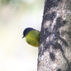 Eopsaltria australis (Eastern Yellow Robin) at Congo, NSW - 9 Jul 2020 by jbromilow50