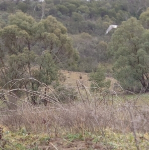 Haliaeetus leucogaster at Yarrow, NSW - 18 Jul 2020 10:16 AM