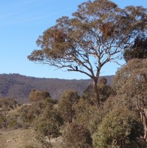 Aquila audax at Googong, NSW - 18 Jul 2020