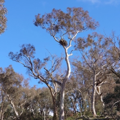 Aquila audax (Wedge-tailed Eagle) at Jerrabomberra, ACT - 15 Jul 2020 by Kym