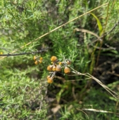 Chrysocephalum semipapposum (Clustered Everlasting) at Umbagong District Park - 17 Jul 2020 by MattM