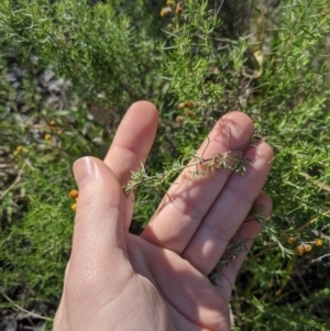 Chrysocephalum semipapposum at Latham, ACT - 17 Jul 2020