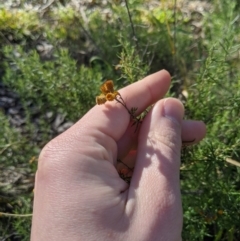 Chrysocephalum semipapposum at Latham, ACT - 17 Jul 2020 12:13 PM