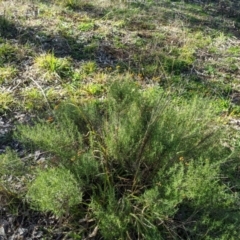 Chrysocephalum semipapposum at Latham, ACT - 17 Jul 2020