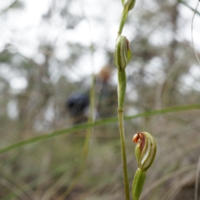 Speculantha rubescens (Blushing Tiny Greenhood) at Belconnen, ACT - 5 Apr 2014 by AaronClausen