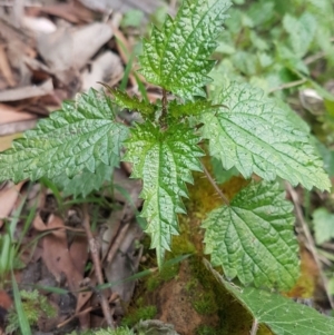 Urtica urens at Cotter River, ACT - 18 Jul 2020