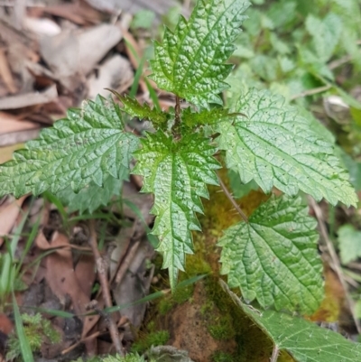 Urtica urens (Small Nettle) at Bimberi Nature Reserve - 18 Jul 2020 by tpreston