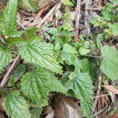 Urtica urens at Cotter River, ACT - 18 Jul 2020