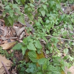 Urtica urens at Cotter River, ACT - 18 Jul 2020