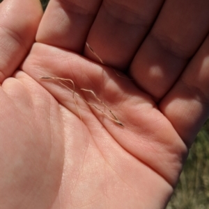 Austrostipa densiflora at Latham, ACT - 17 Jul 2020 12:18 PM