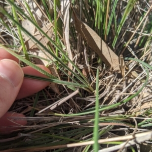 Austrostipa densiflora at Latham, ACT - 17 Jul 2020