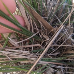 Austrostipa densiflora at Latham, ACT - 17 Jul 2020