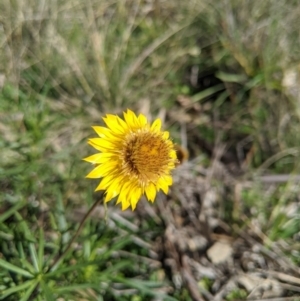 Xerochrysum viscosum at Latham, ACT - 17 Jul 2020