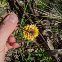 Xerochrysum viscosum at Latham, ACT - 17 Jul 2020