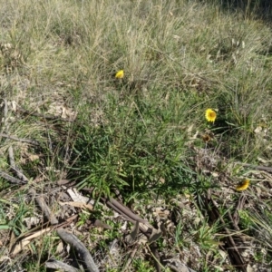 Xerochrysum viscosum at Latham, ACT - 17 Jul 2020