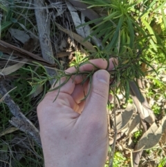 Xerochrysum viscosum at Latham, ACT - 17 Jul 2020