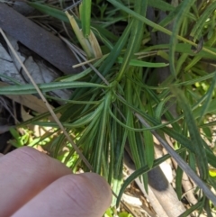 Xerochrysum viscosum at Latham, ACT - 17 Jul 2020