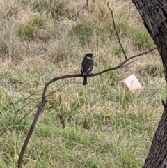 Cracticus torquatus at Latham, ACT - 18 Jul 2020