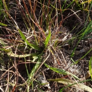 Microseris walteri at Murrumbateman, NSW - 5 Jul 2020