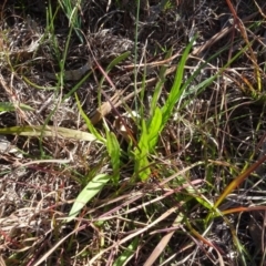 Microseris walteri at Murrumbateman, NSW - 5 Jul 2020