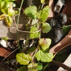 Veronica calycina (Hairy Speedwell) at Cotter River, ACT - 18 Jul 2020 by trevorpreston