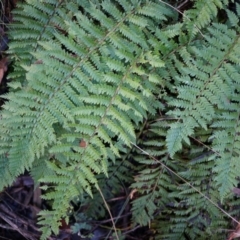 Polystichum proliferum (Mother Shield Fern) at Tennent, ACT - 6 Apr 2014 by AaronClausen