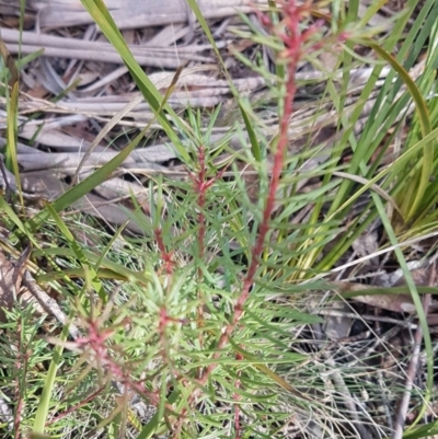 Persoonia chamaepeuce (Dwarf Geebung) at Cotter River, ACT - 18 Jul 2020 by tpreston