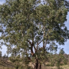 Eucalyptus camaldulensis subsp. camaldulensis (River Red Gum) at Latham, ACT - 1 Aug 2020 by MattM