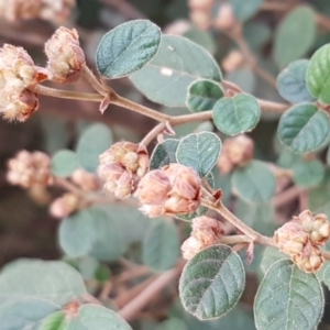 Pomaderris subcapitata at Cotter River, ACT - 18 Jul 2020