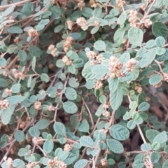 Pomaderris subcapitata at Cotter River, ACT - 18 Jul 2020