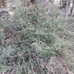 Pomaderris subcapitata at Cotter River, ACT - 18 Jul 2020