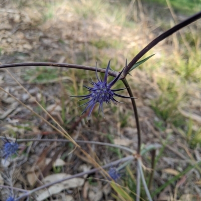 Eryngium ovinum (Blue Devil) at Latham, ACT - 18 Jul 2020 by MattM