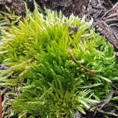 Unidentified Moss, Liverwort or Hornwort at Cotter River, ACT - 18 Jul 2020 by tpreston
