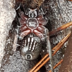 Mituliodon tarantulinus (Prowling Spider) at Cotter River, ACT - 18 Jul 2020 by tpreston