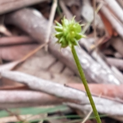 Ranunculus sp. (Buttercup) at Cotter River, ACT - 18 Jul 2020 by tpreston