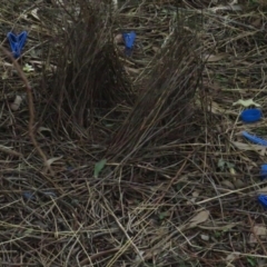 Ptilonorhynchus violaceus (Satin Bowerbird) at Griffith, ACT - 18 Jul 2020 by BenW