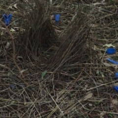 Ptilonorhynchus violaceus (Satin Bowerbird) at Griffith, ACT - 18 Jul 2020 by tom.tomward@gmail.com