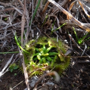 Drosera sp. at Murrumbateman, NSW - 5 Jul 2020