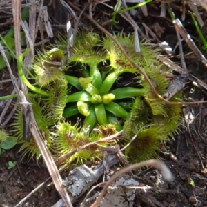 Drosera sp. at Murrumbateman, NSW - 5 Jul 2020