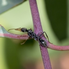 Myrmecia sp., pilosula-group (Jack jumper) at Weetangera, ACT - 9 Mar 2020 by AlisonMilton