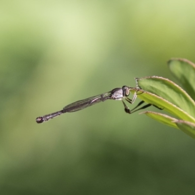 Leptogaster sp. (genus) (Robber fly) at Weetangera, ACT - 9 Mar 2020 by AlisonMilton