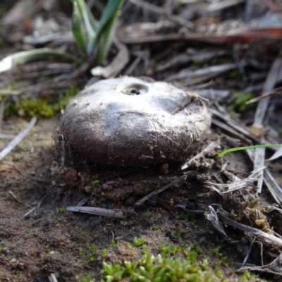 Unidentified Puffball & the like at Murrumbateman Cemetery - 5 Jul 2020 by AndyRussell