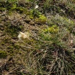 Rytidosperma sp. at Murrumbateman, NSW - 5 Jul 2020