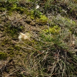 Rytidosperma sp. at Murrumbateman, NSW - 5 Jul 2020