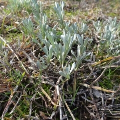 Chrysocephalum apiculatum (Common Everlasting) at Murrumbateman, NSW - 5 Jul 2020 by AndyRussell