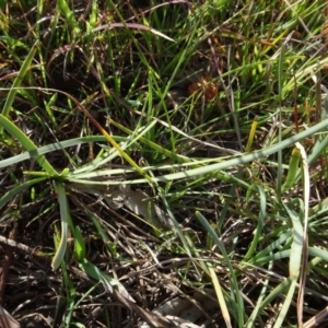 Lomandra filiformis subsp. coriacea at Murrumbateman, NSW - 5 Jul 2020 03:25 PM