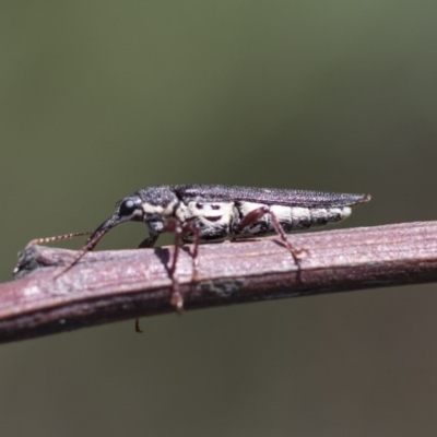 Rhinotia adelaidae (A belid weevil) at The Pinnacle - 10 Mar 2020 by AlisonMilton
