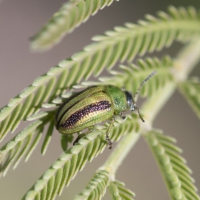 Calomela vittata (Acacia leaf beetle) at Dunlop, ACT - 10 Mar 2020 by AlisonMilton